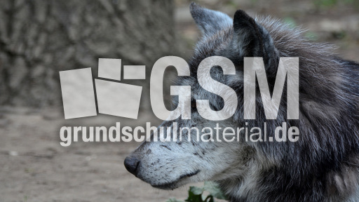 Timberwolf_1 (3).jpg